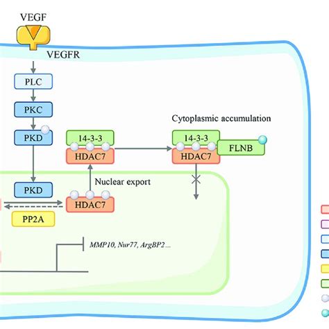 List Of Hdac Inhibitors Discussed In This Review Download Scientific