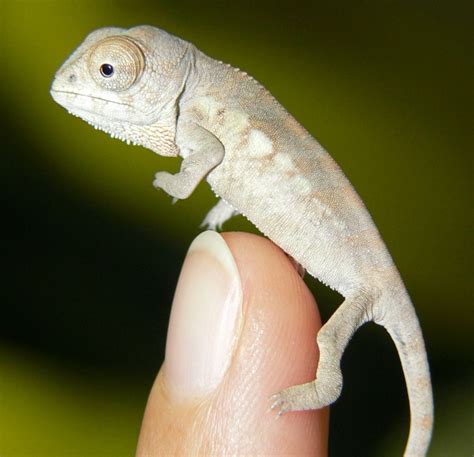 Leapin Lizards Two Rare Species Born At Austrias Aqua Terra Zoo