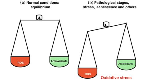 Balance Between Reactive Oxygen Species ROS And Antioxidants Under