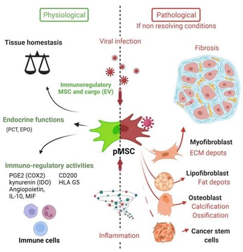 IJMS Free Full Text Perivascular Mesenchymal Stem Stromal Cells An