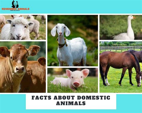 FACTS ABOUT DOMESTIC ANIMALS - Remember Animals