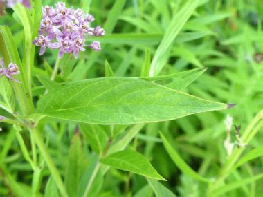 Swamp Milkweed: Pictures, Flowers, Leaves & Identification | Asclepias ...