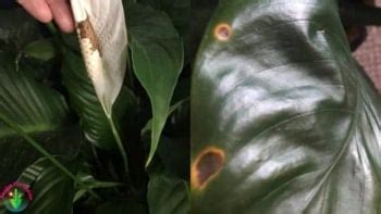 Brown Spots On Peace Lily (Causes And Solutions) - Garden For Indoor