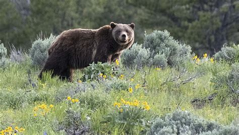 Grizzly Bears In Grand Teton National Park Jackson Hole Real Estate