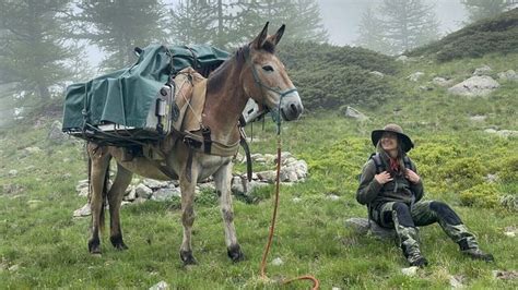 Le mulet en montagne, une alternative - Découvertes sur Télé 7 Jours