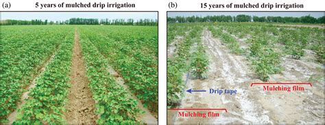 How Is Soil Salination Related To Irrigation