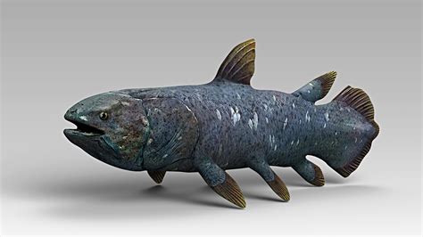 3d Coelacanth Model