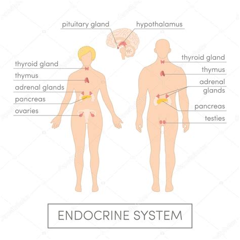 Sistema Endocrino Del Ser Humano Vector De Stock Por Marina Ua 89535708