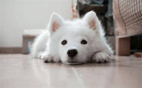 how long does it take to train a puppy