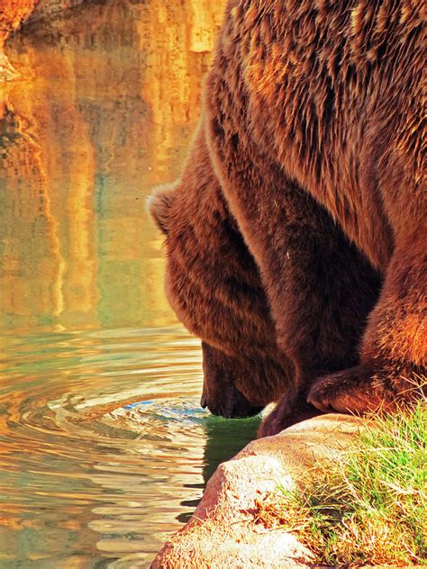 Bear Drinking Water Photograph By Morgan Chance Fine Art America