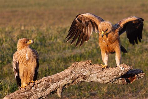 7 Spiritual Meanings Of Two Or 3 Eagles Flying Together