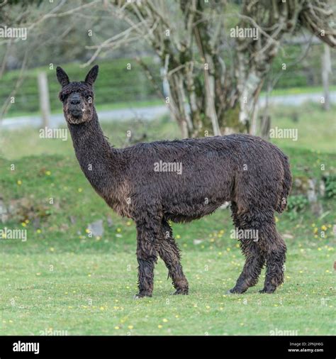 Alpaca, Vicugna pacos Stock Photo - Alamy