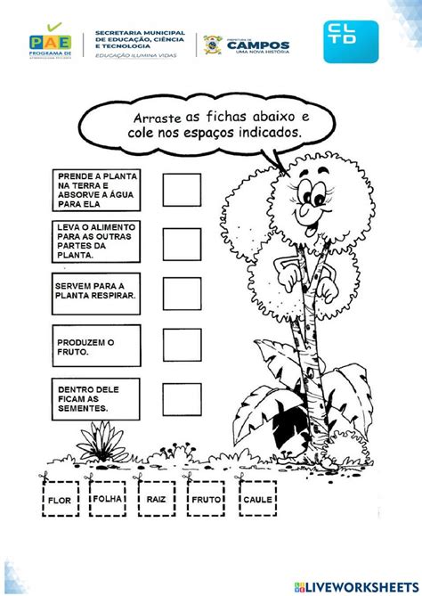 As Partes Das Plantas Activity