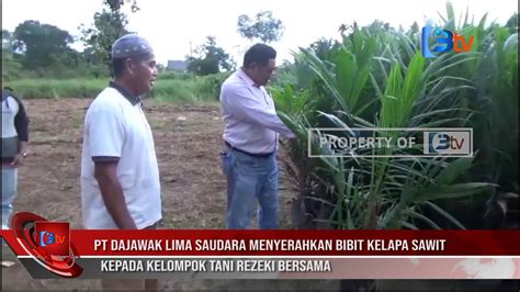 Pt Dajawak Lima Saudara Menyerahkan Bibit Kelapa Sawit Kepada Kelompok