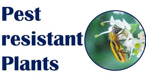 Pest Resistant Plants Youtube