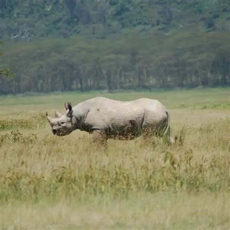 Black Rhinoceros - Facts, Diet, Habitat & Pictures on Animalia.bio