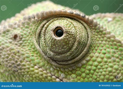 Chameleon eye close up stock photo. Image of exotic, background - 78163932