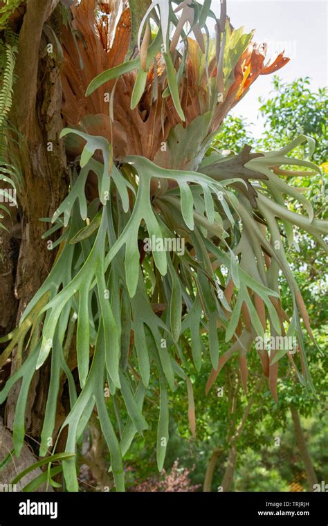 Staghorn Ferns Or Elkhorn Ferns Platycerium Bifurcatum Stock Photo Alamy