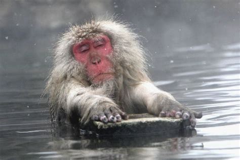 Most Amazing And Funny Bathing Monkeys Pictures ~ FunGur.BlogSpot.com