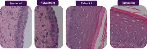 British Society of Toxicological Pathology » Picture2