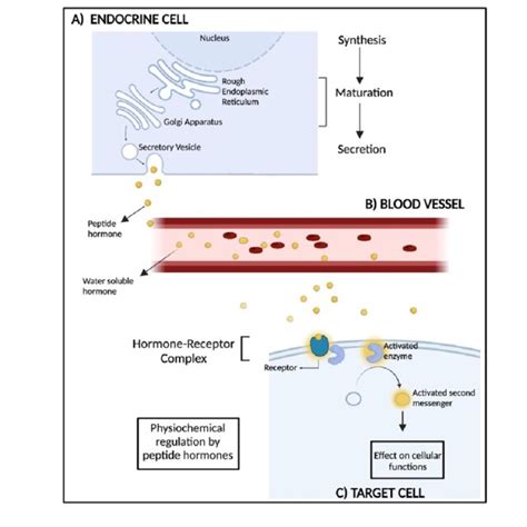 Mechanism of action of peptide hormones | Download Scientific Diagram