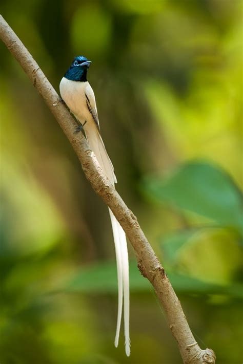 30 Beautiful Birds Of Pakistan Pictures Bird Biodiversity