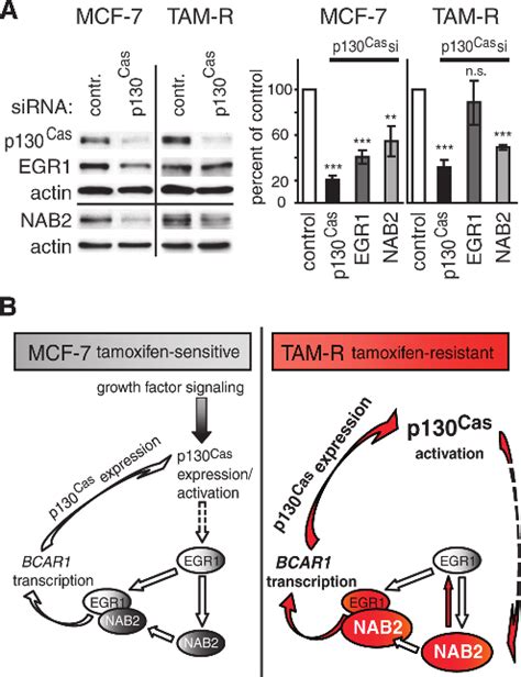 P Cas Is Involved In The Regulation Of Egr And Nab Expression A