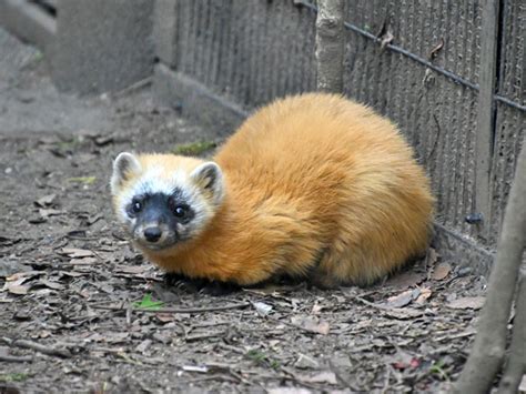 Martes melampus / Japanese marten in Inokashira Park Zoo