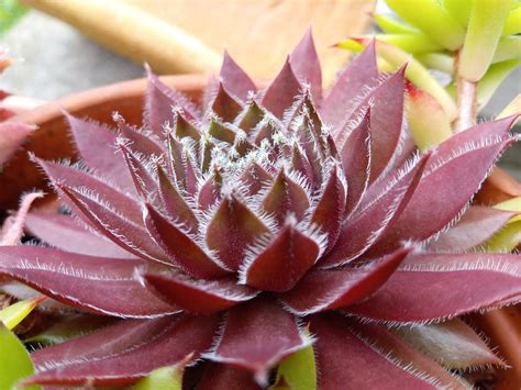 Aloe Cactus Red - Free photo on Pixabay - Pixabay
