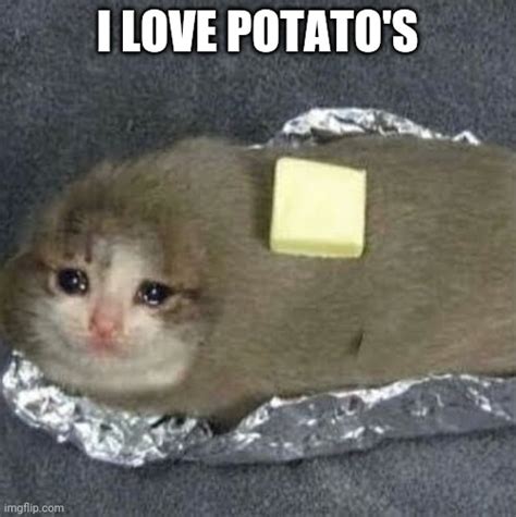 Sad Potato Cat Meme