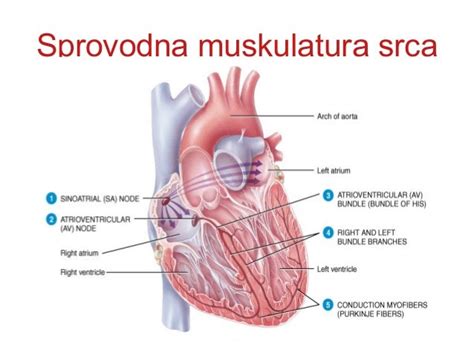 Anatomija Srca