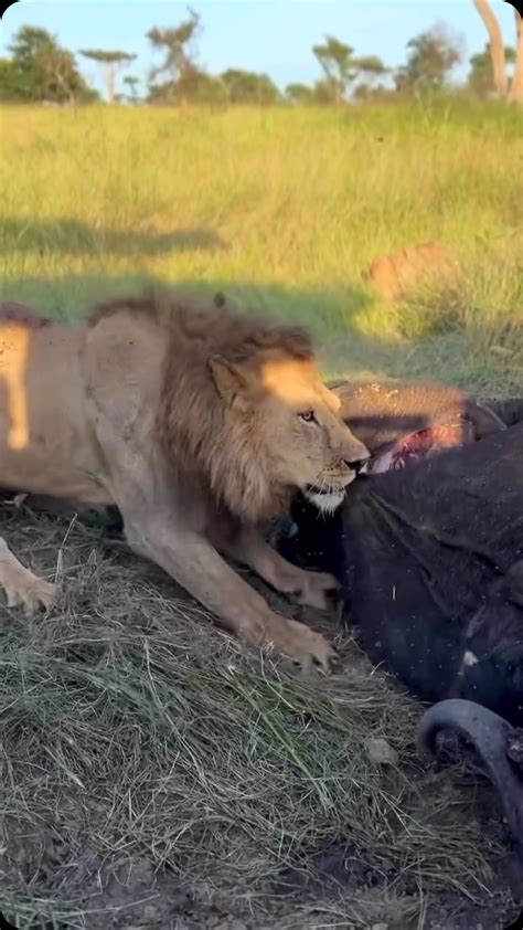 Experts Are Debating The Ideal Weight Of Full Grown Lion - RYZE Superfoods