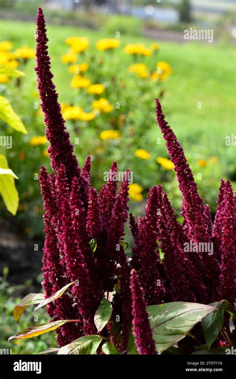 Red Amaranth Flowers In The Summer Garden Beautiful Flowers