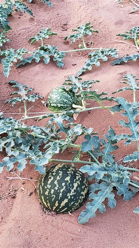 Found a wild watermelon plant in the Sahara Desert : r/mildlyinteresting