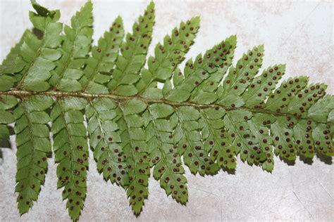 Mysterious Brown Spots Under Tassel Fern Leaves : r/plantclinic