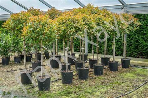 Фотиния на штамбе, купить в Ростове, Photinia Stamm, Растения ...