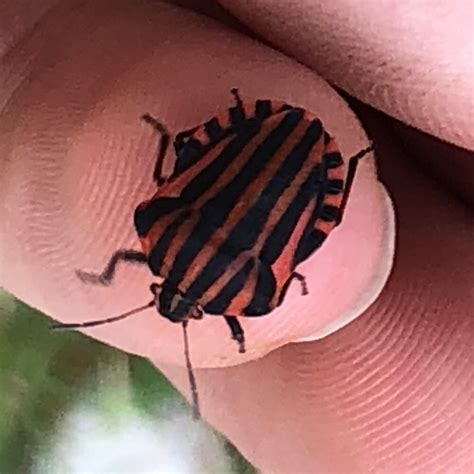 Photo Striped Shield Bug Graphosoma Italicum Observation Org