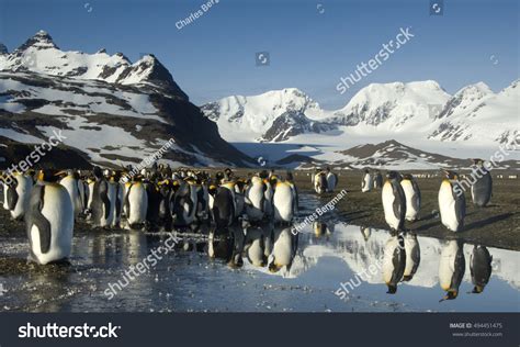 Macaroni Penguin Molting: Over 1 Royalty-Free Licensable Stock Photos ...