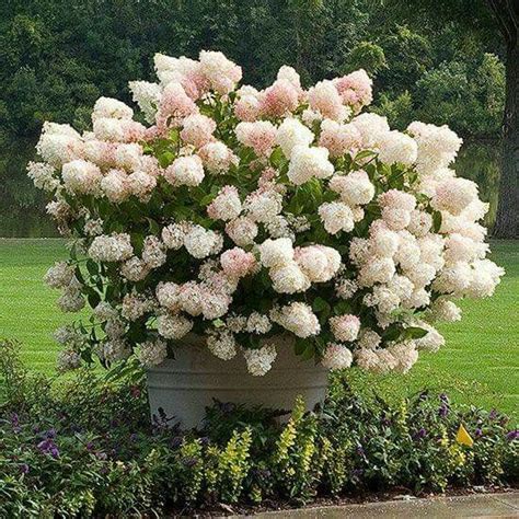 Best Heavenly White Hydrangeas Bhg Images On Pinterest White