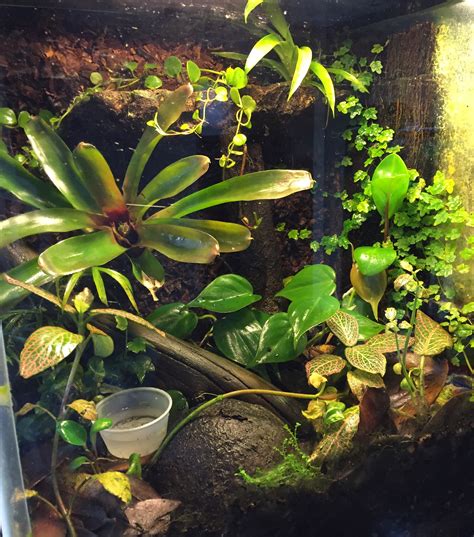 Good plants for terrarium – The Frog Lady