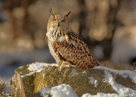 Apex Predators: 20 Animals That Are On Top Of The Food Chain - WhatDeWhat