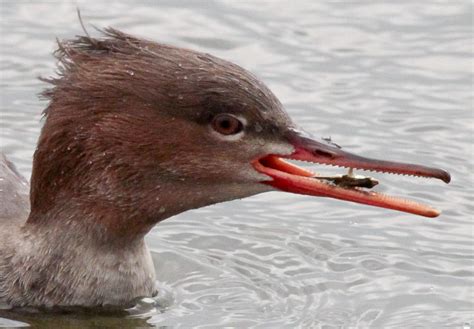 Merganser Duck Teeth