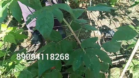 ЭНРОСАДИРА - YouTube