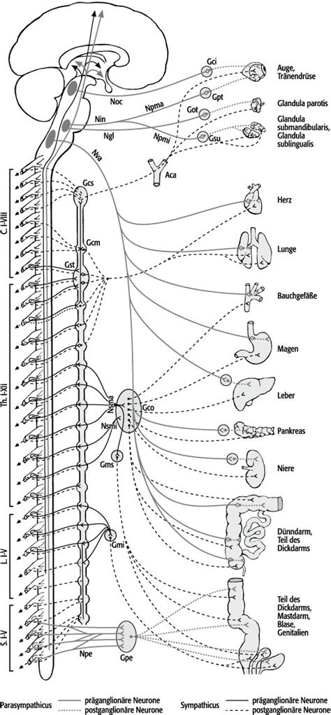 Vegetatives Nervensystem Lexikon Der Neurowissenschaft