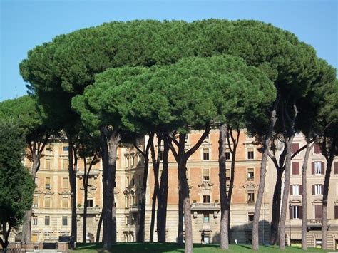 Rome Umbrella Pine Trees Italia Pinterest Trees Pine And Umbrellas