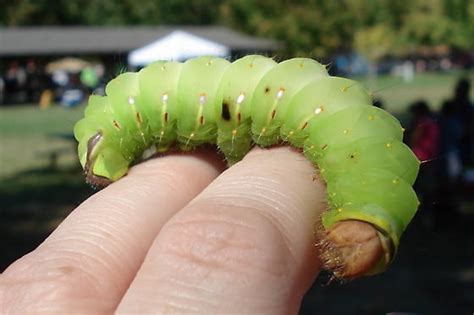 Giant Caterpillar