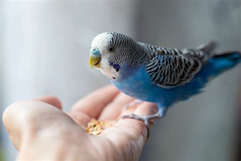 Cómo cuidar y criar un periquito feliz en casa Animales Burgos