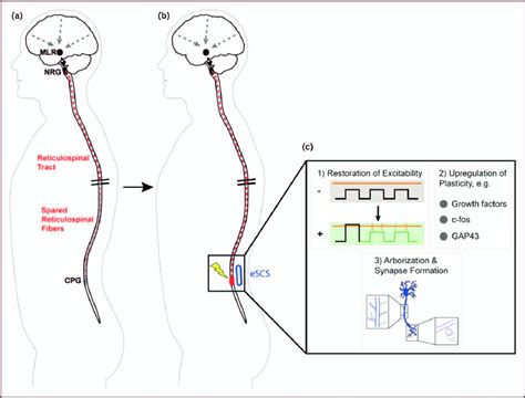 Putative biological effects of epidural spinal cord stimulation on... | Download Scientific Diagram