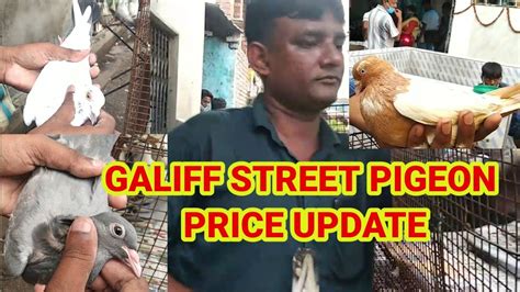 Recent Galiff Street Pigeon Market Price Galiff Street Bird Market