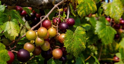 The Spiritual Significance of Vineyards in the Bible - John Baptist Church